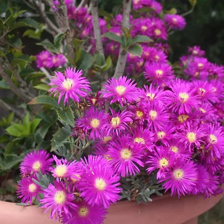 Hotel Sapphire Ağva